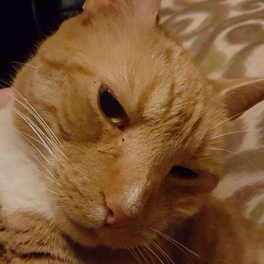 Meet your Posher, Pico
